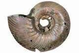 One Side Polished, Pyritized Fossil Ammonite - Russia #174995-2